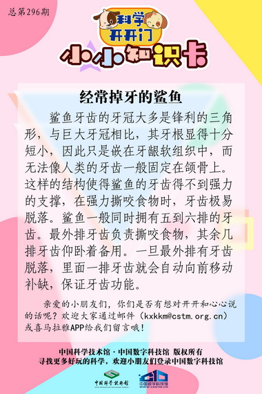 鲨鱼牙齿经常脱落的原因,鲨鱼为什么经常掉牙,鲨鱼的牙齿结实吗